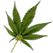 :ganja: :ganja: