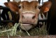 Plummeting Price Of Milk Leaves Dairy Farms Struggling For Profit