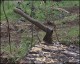 В регионе проверка древесины