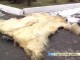 Шкура медведя