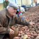 снижение цен на картофель