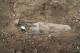 Обнаруженная на строительном участке авиационная бомба опасности не представляет