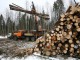 Из-за гидроузла под Омском вырубят 180 гектаров леса
