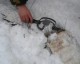 Муромцевские полицейские изъяли 60 капканов