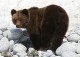 В Омском районе по улицам разгуливает медведь