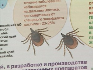 В Омской области активно готовятся к нашествию клещей