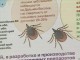 В Омской области активно готовятся к нашествию клещей