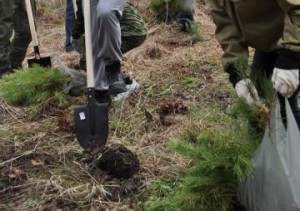 В Омской области высадят более 20 тысяч саженцев