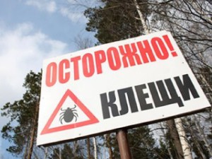 Омские клещи "озверели"