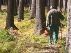 Россиян будут наказывать за прогулки по лесу