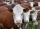Омская область удерживает лидерство по производству основных продуктов животноводства