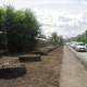 Пять окружных выставок «Флора» пройдут в Омске накануне Дня города