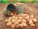 В Омской области началась уборка картофеля и овощей