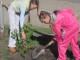 Жителей Омска обеспечат неограниченным количеством бесплатных саженцев для озеленения дворов и придомовых территорий