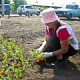 Несовершеннолетние омичи могут на лето временно трудоустроиться