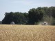Аграрии Омской области приступили к уборке озимых культур