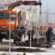 Основой озеленения в Омске станут крупномерные деревья