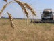 В Омской области намолочено 1,3 млн. тонн зерна