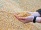 Выручка омских аграриев на продаже зерна государству составила 870 миллионов рублей