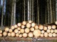 В лесах Омской области установят фото-ловушки на «черных лесорубов»