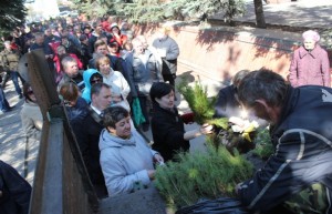 Омичам предложат саженцы хвойных деревьев по символической цене
