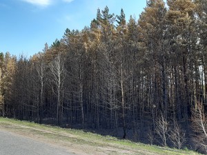 В Омской области продлили  запрет на посещение лесов