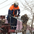 Горожанам напоминают порядок реконструкции зеленых насаждений во дворах многоквартирных домов